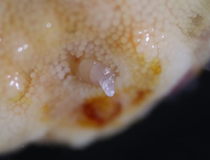 Picture of Eulimid snail living inside a sea star, Linckia multiflora.
